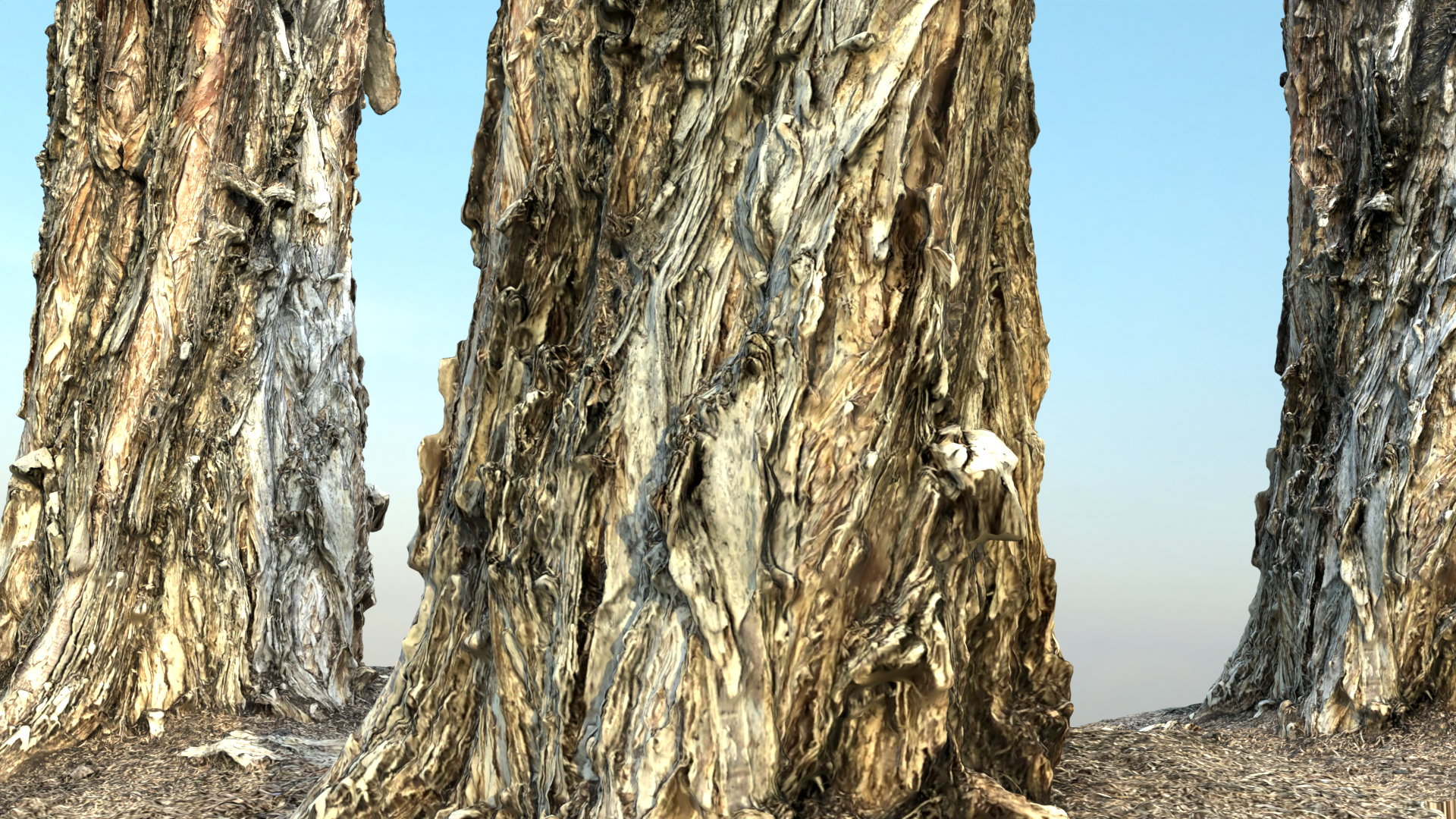 Paper Bark Tree (Melaleuca) preview image 2